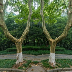 风景