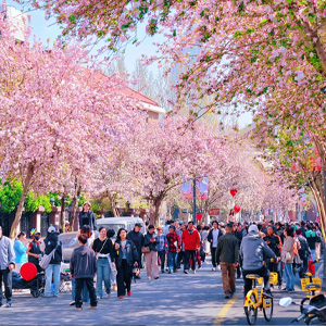 2025年天津市海棠花节暨第三届五大道海棠花节